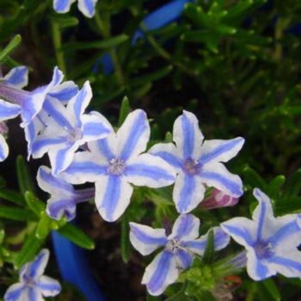 Lithodora Diffusa - Blue Star Plant